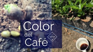propiedades del cafe organico color del cafe