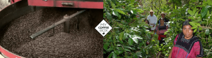 cafe majomut organico de chiapas mycoffeebox