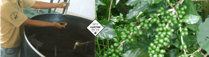 biomaya cafe organico chiapas mycoffeebox