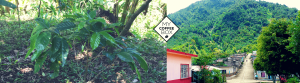 biocafe cafe organico de chiapas mycoffeebox san fernando
