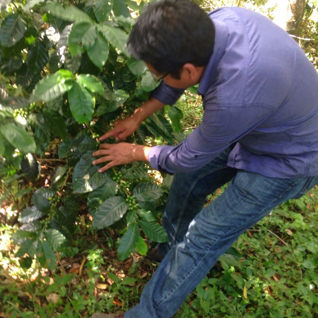 Corte de la cereza de café orgánico uno por uno en un cafetal chiapaneco