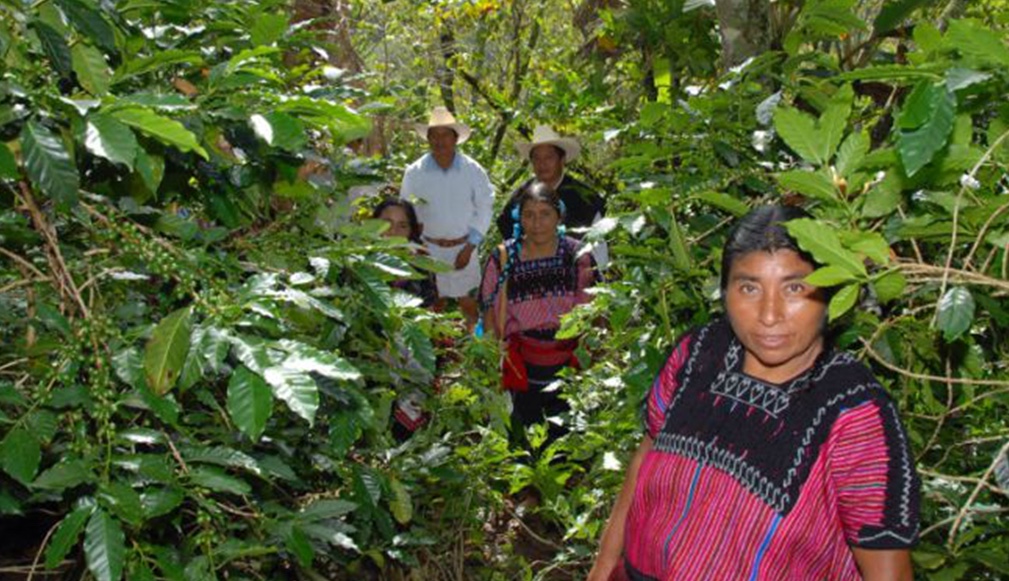 Familia de pequeños productores de café orgánico de Chenalhó en su cafetal de los Altos de Chiapas