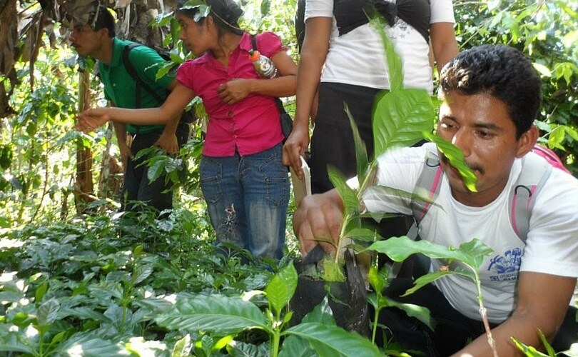 Pequeños productores de café orgánico de la Selva Lacandona trabajando en su cafetal