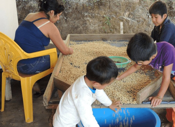 Productora de café orgánico de Nuevo Paraíso y niños escogiendo café verde a mano